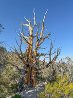 0062 Bristlecone Pine Forest California 2025 