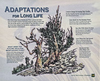 0068 Bristlecone Pine Forest California 2025 Signs 