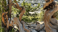 0074 Bristlecone Pine Forest California 2025 Slit Scan 