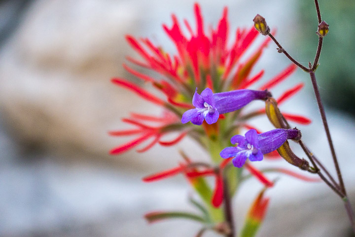 Unknown Tubular Flower & Paintbrush