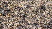 Mono Lake 2025016 California 2025 Mono Lake Alkali Flies