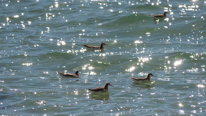 Wilson's Phalarope