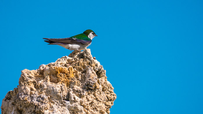 Violet-Green Swallow