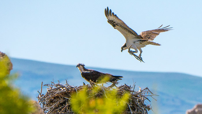Ospreys Building a Nest