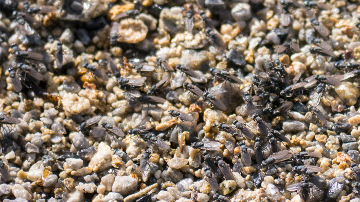 Alkali Flies