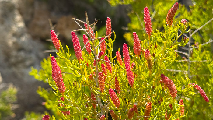 Flowers in Bloom