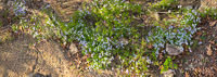 0006 Panorama Snake Road Cleft Phlox