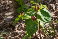 0007 Roadside Flowers 2024 Snake Road Red Trillium