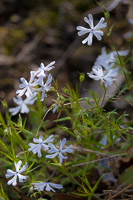 0009 Snake Road Cleft Phlox