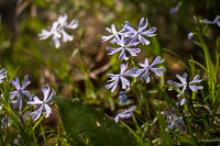 0010 Snake Road Cleft Phlox