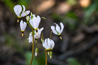 0012 Roadside Flowers 2024 Snake Road Shooting Star