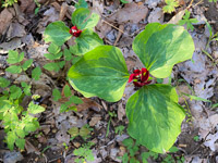 0013 Snake Road Red Trillium