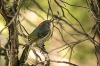 0016 Birds Snake Road Ruby Crowned Kinglet