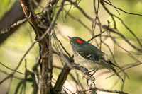0017 Birds Snake Road Ruby Crowned Kinglet