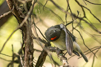 0018 Birds Snake Road Ruby Crowned Kinglet