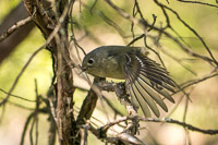 0019 Birds Snake Road Ruby Crowned Kinglet