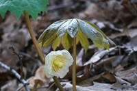 0024 Roadside Flowers 2024 Snake Road May Apple