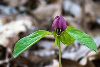 0025 Roadside Flowers 2024 Snake Road Red Trillium