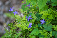 0028 Roadside Flowers 2024 Snake Road Violets