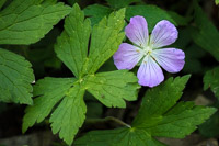0029 Roadside Flowers 2024 Snake Road Wild Geranium