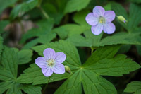 0031 Snake Road Wild Geranium