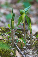 0033 Roadside Flowers 2024 Snake Road Jack In The Pulpit