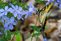 0035 Critters Roadside Flowers 2024 Snake Road Swallow Tailed Butterfly
