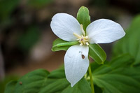 0037 Roadside Flowers 2024 Snake Road White Trillium