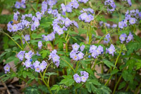 0038 Roadside Flowers 2024 Snake Road Phacelia Bipinnatifida