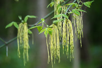 0040 Roadside Flowers 2024 Snake Road Phacelia Bipinnatifida