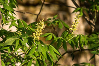 0043 Snake Road Buckeye