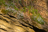 0046 Roadside Flowers 2024 Snake Road 