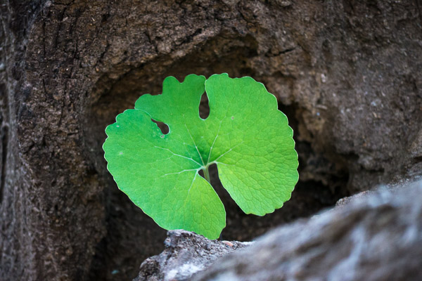 Bloodroot Growing on a Log