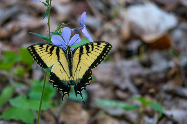 Tiger Swallow-Tailed Butterfly