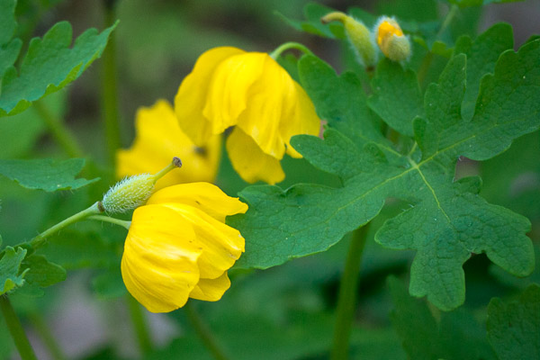 Celandine Poppies