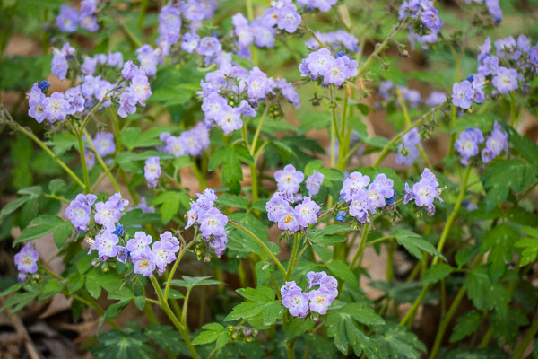 Phacelia