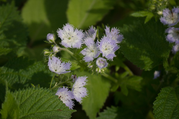 Fringed Phacelia