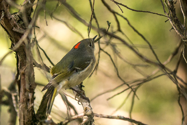 Ruby-Crowned Kinglet