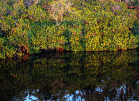 05 Roberts River Shadow