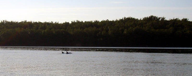 Dolphin Family