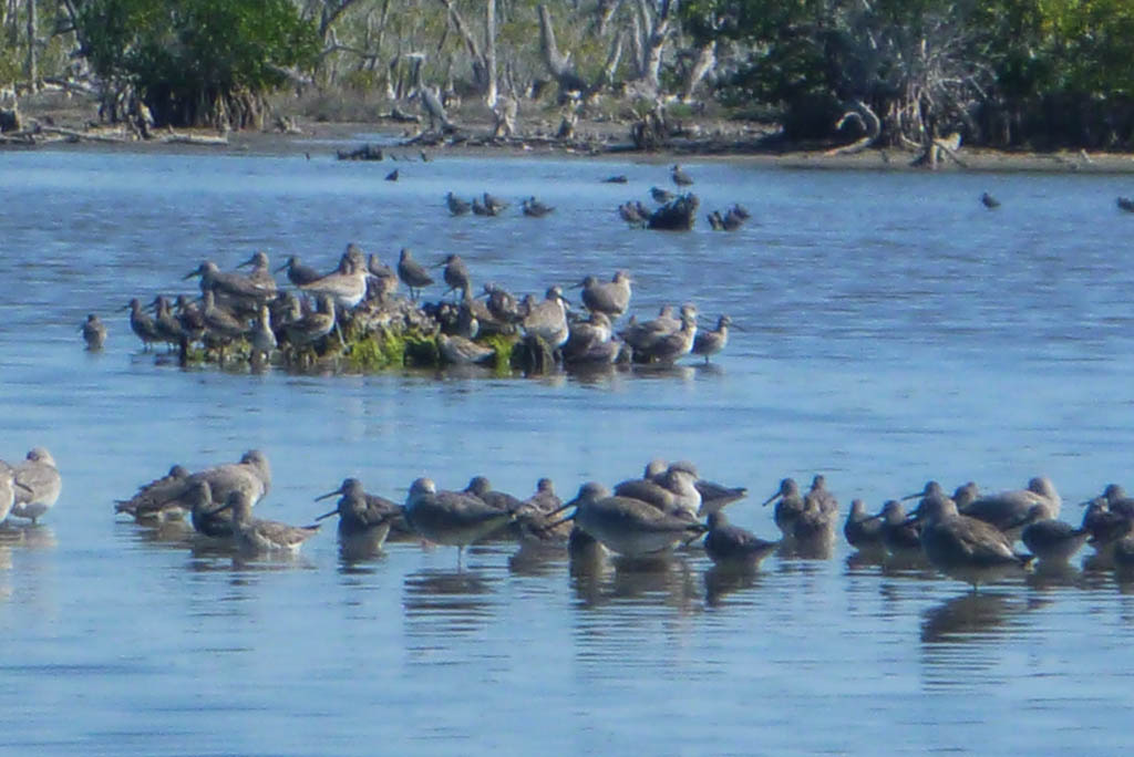 Eglades13 69