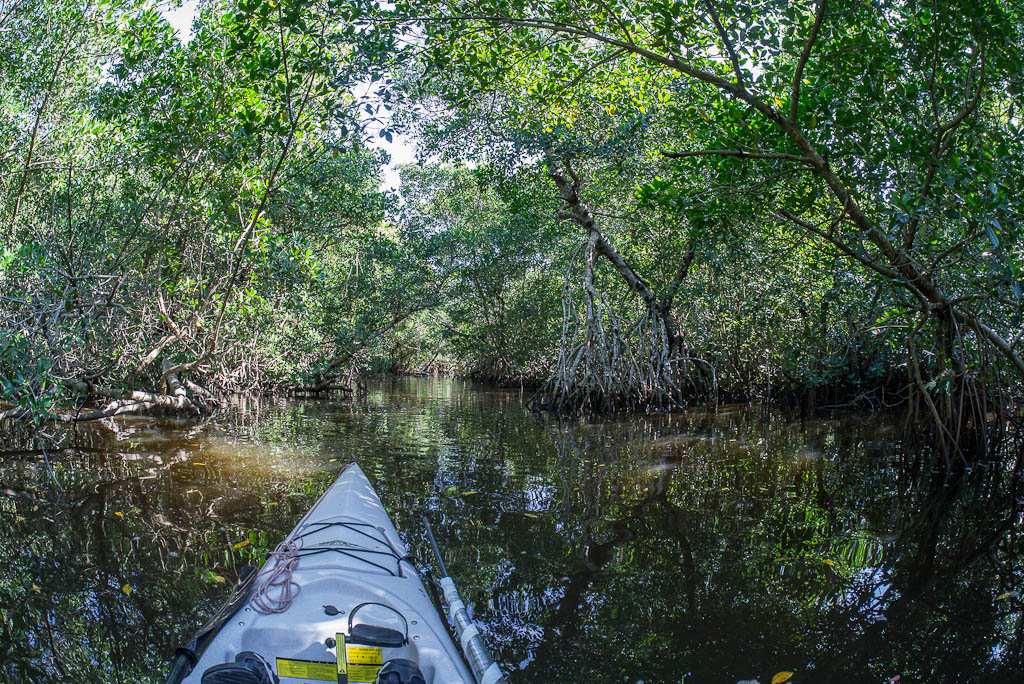 Everglades 2013 007