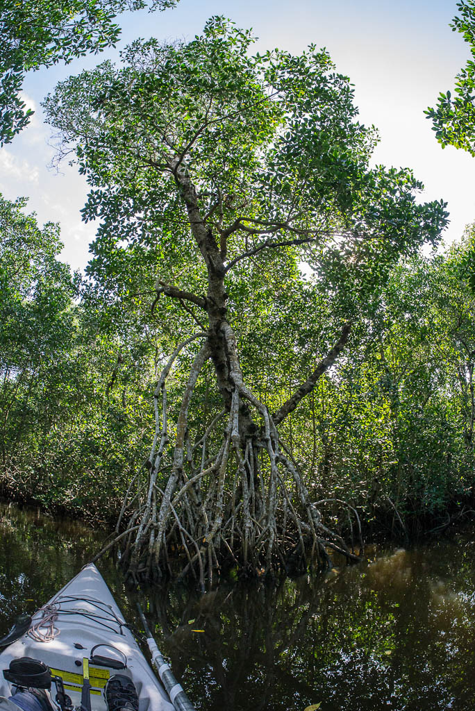 Everglades 2013 008