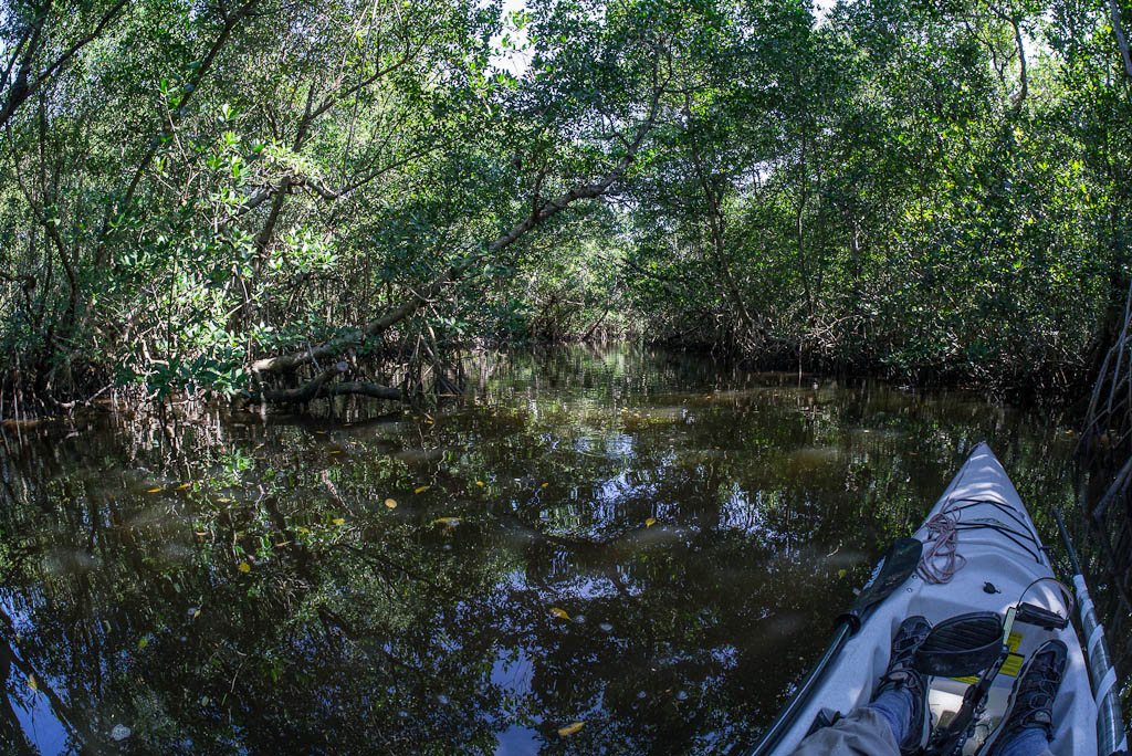 Everglades 2013 009