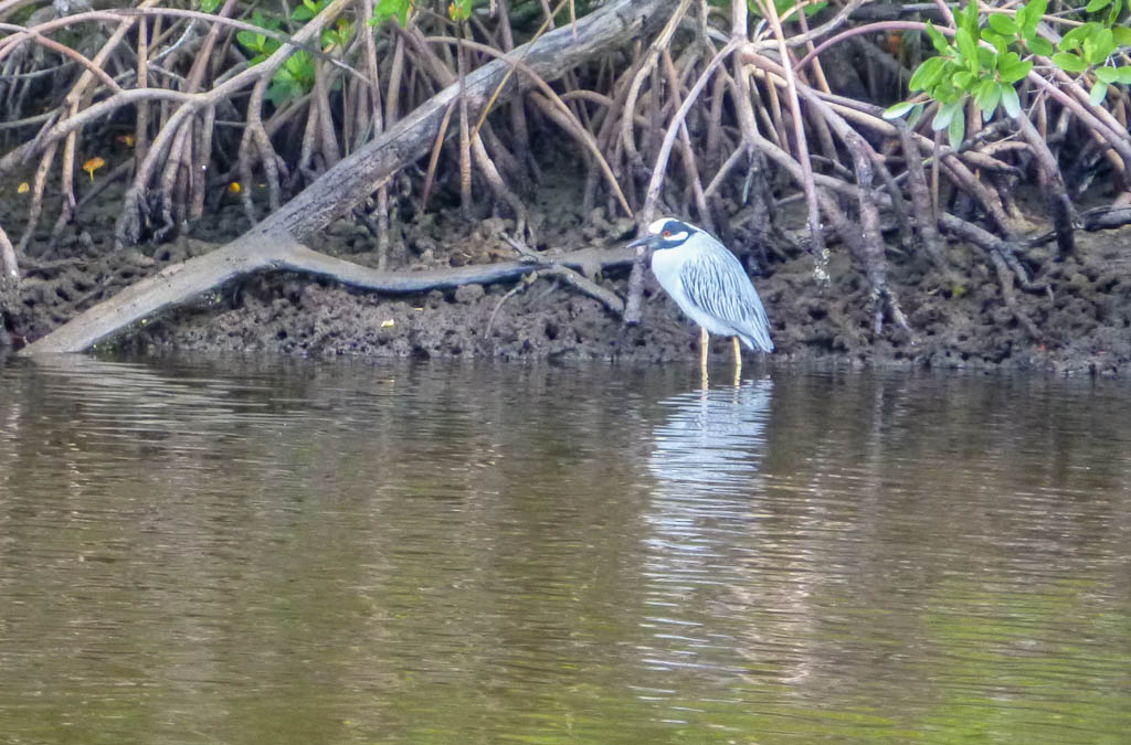 Everglades 2013 014