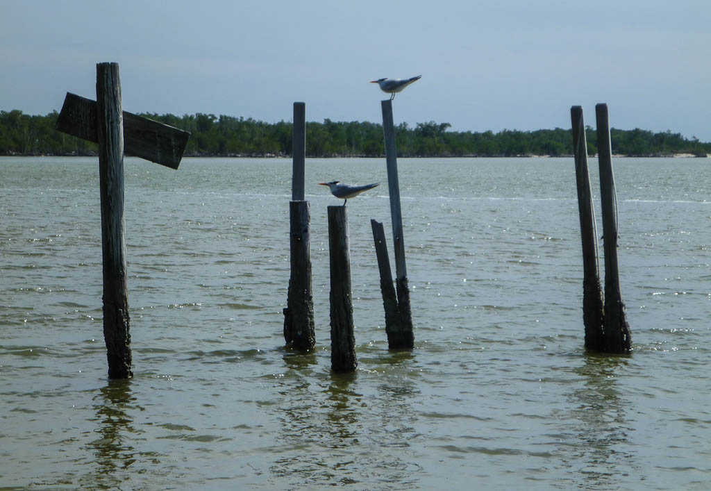 Everglades 2013 027