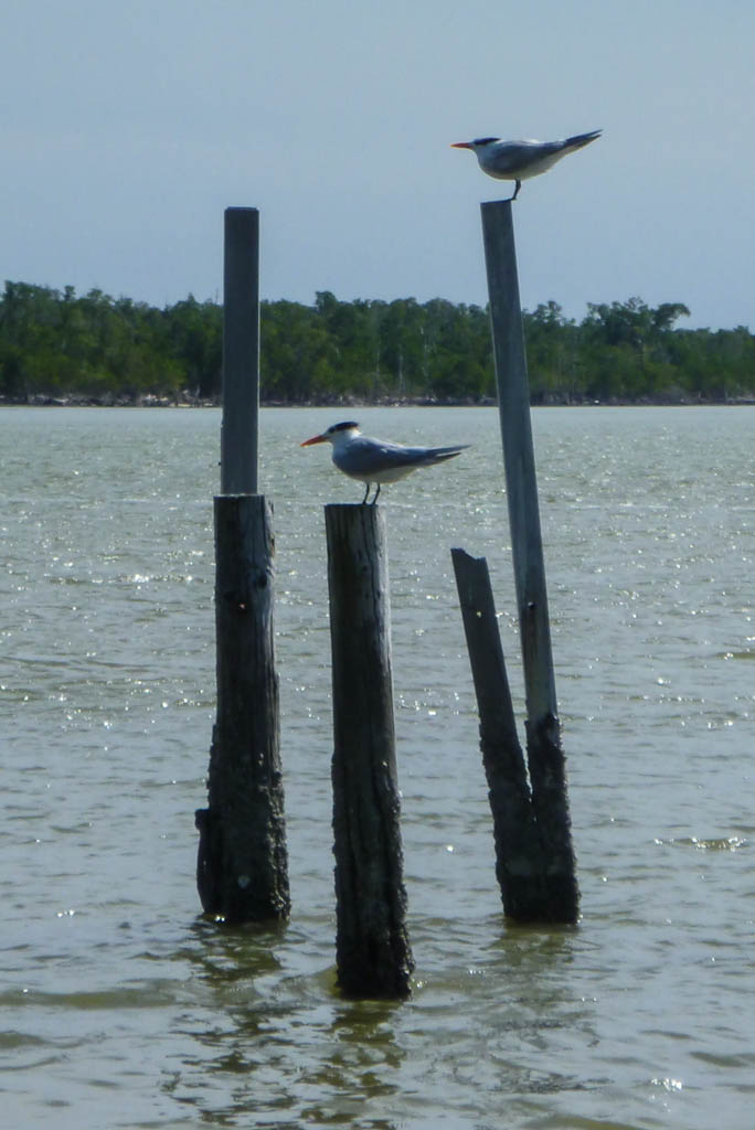 Everglades 2013 028