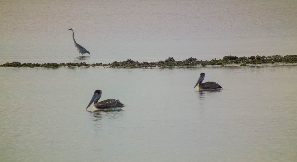 Everglades 2013 050