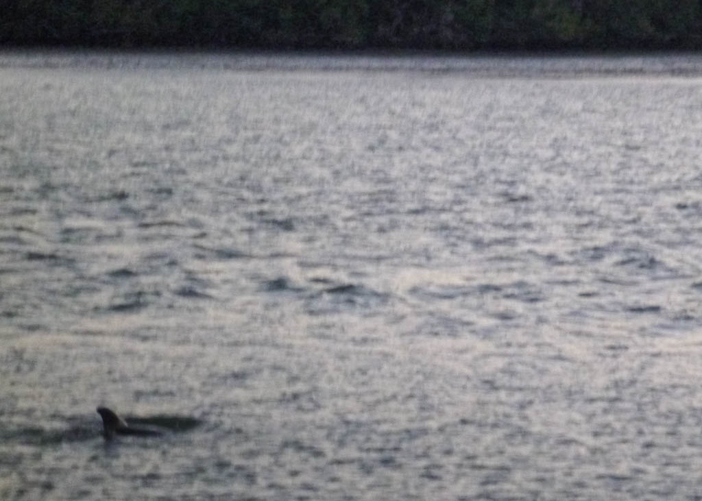 Everglades 2013 054