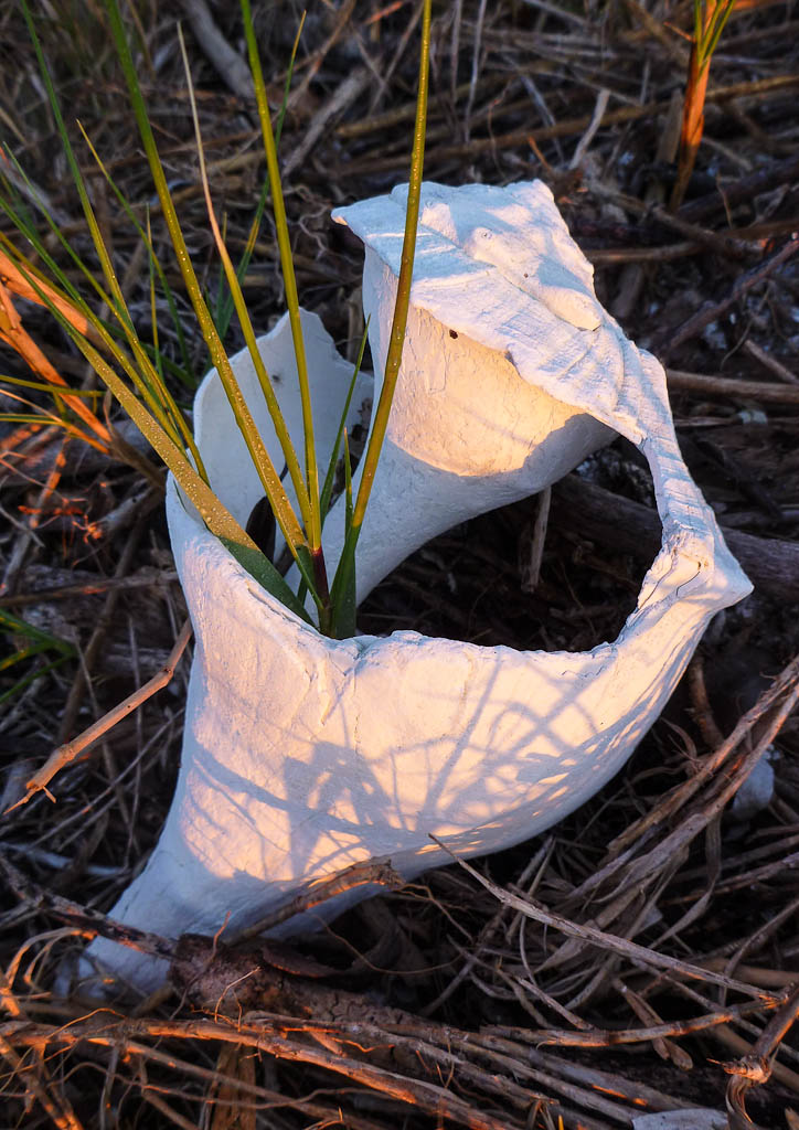 Everglades 2013 057